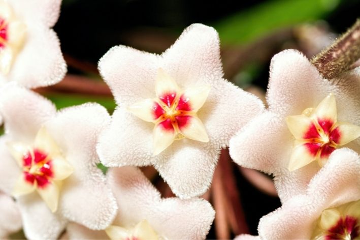 planta de sombra flor de cera