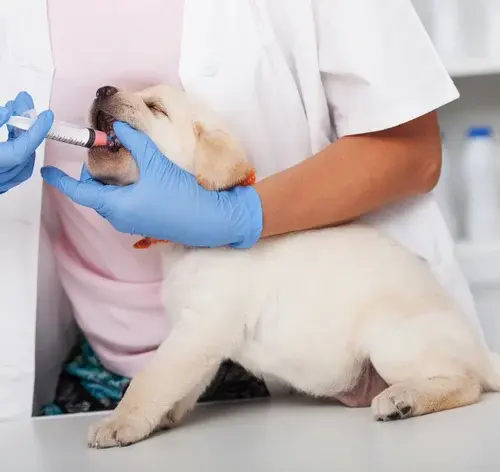 veterinário dando vonau para um cachorro