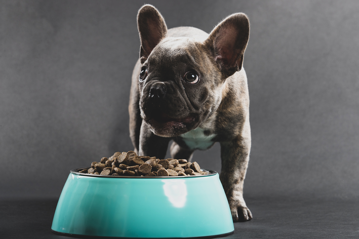 Qual a melhor proteína para cachorro?