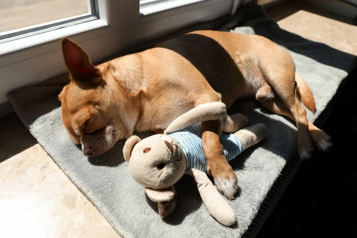 Gravidez psicológica em cachorro: o que é, como identificar, tratar e prevenir Pseudociese Canina