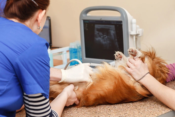 Gravidez psicológica em cachorro: o que é, como identificar, tratar e prevenir Pseudogestacao Em Cachorro