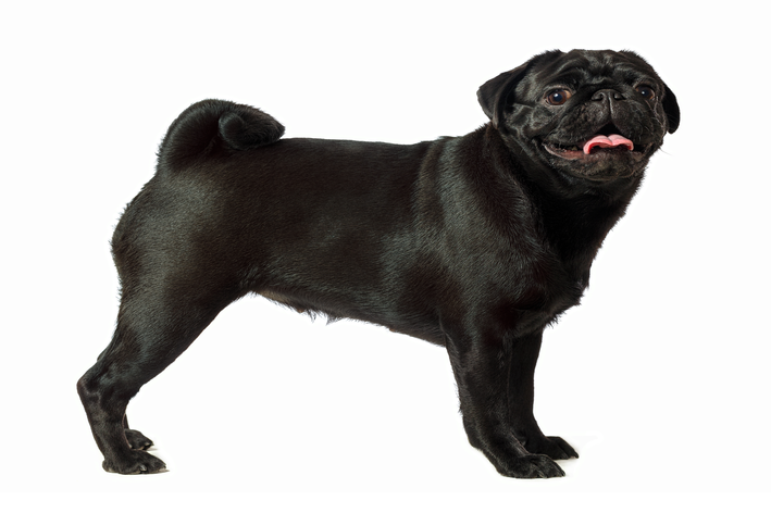 Pug fihote