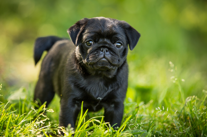 Pug preto na grama.