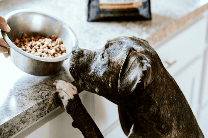 Cachorro comendo ração Purina