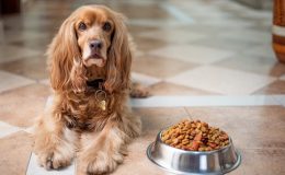 Cachorro com ração hipoalergênica