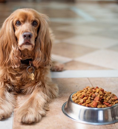 Cachorro com ração hipoalergênica