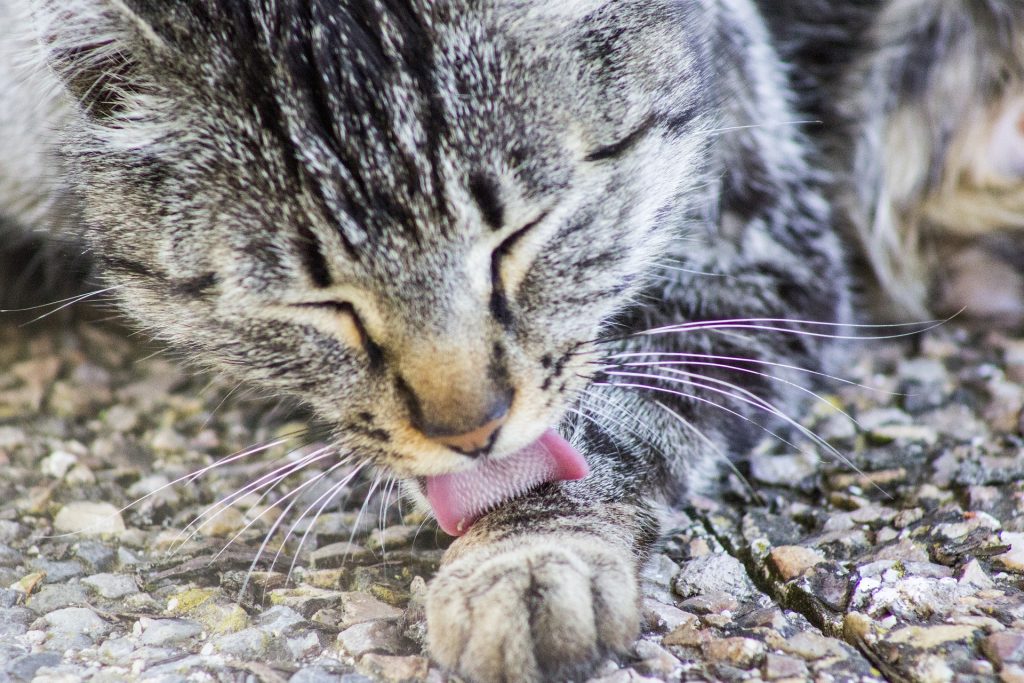 ração hipoalergênica para gatos com alergia