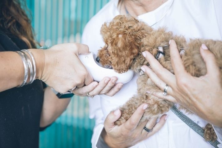 reação de vacina em cachorro tomando medicamento