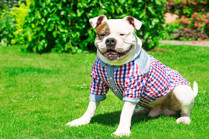 Roupa de cachorro tem que ser confortável