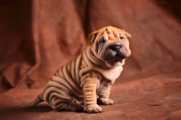 Sharpei: saiba mais sobre a raça