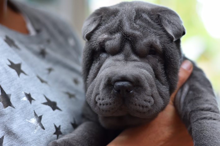 Características do sharpei