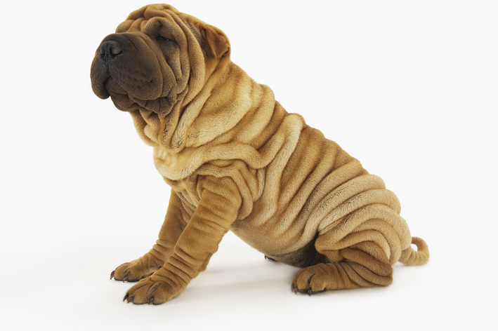 Cuidados com a saúde do sharpei