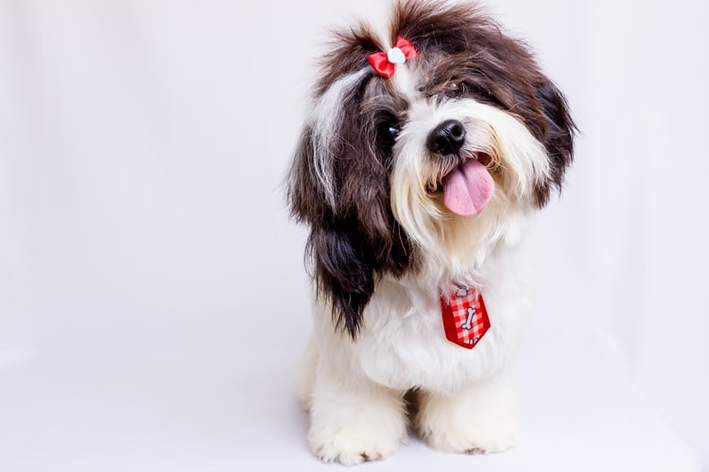 shih tzu