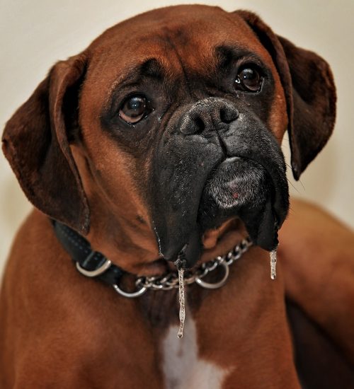 sindrome de cushin em cães é comum em Boxer