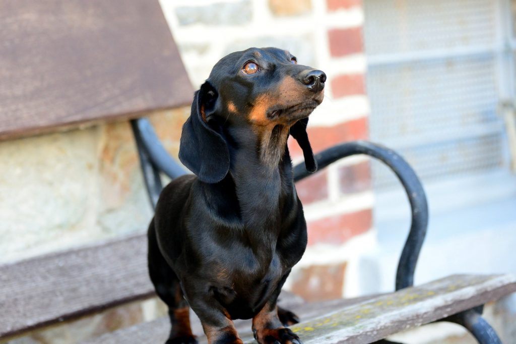 síndrome de cushing em cães