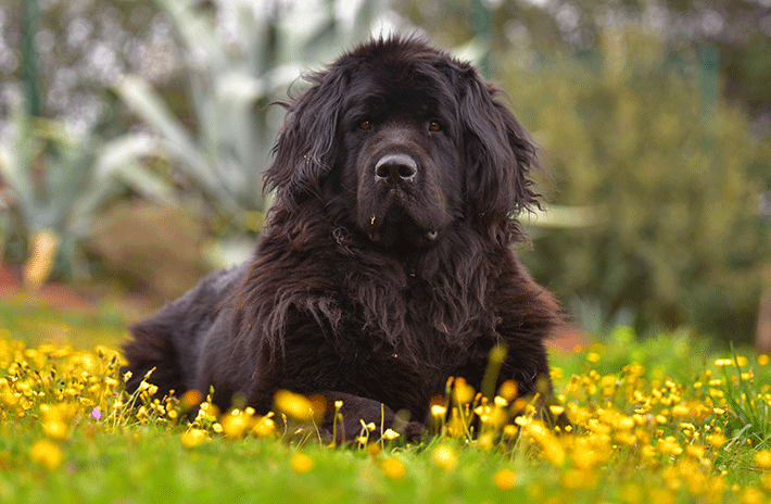 Cachorro terra nova adulto