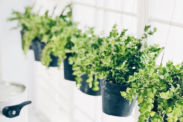 vaso suspenso para plantas na cozinha