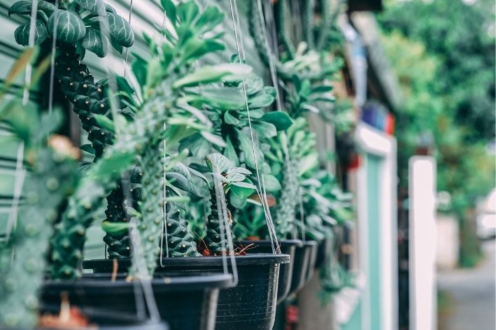 vasos para plantas pendentes na área externa