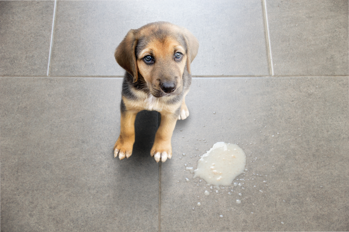 Causas mais comuns de vômito amarelo em pets