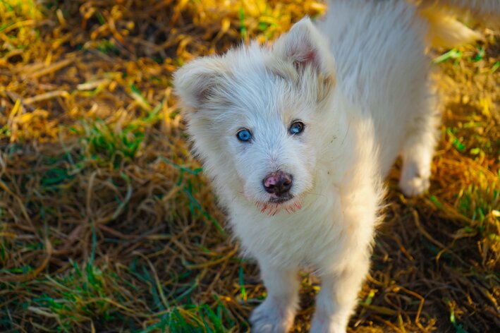 animais albinos