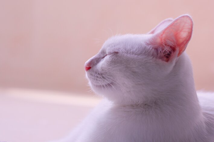 animais albinos gato