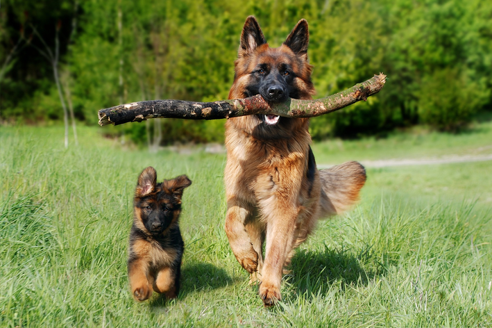 1 ano de cachorro equivale a quantos anos humanos