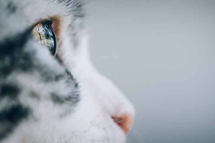 cuidados com a visão dos gatos