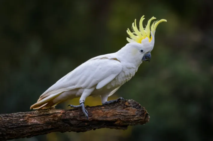 cacatua no poleiro