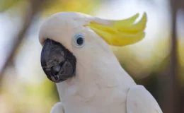 cacatua vista de perto