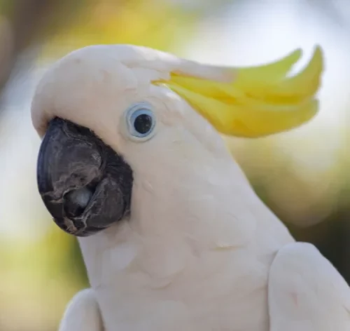 cacatua vista de perto