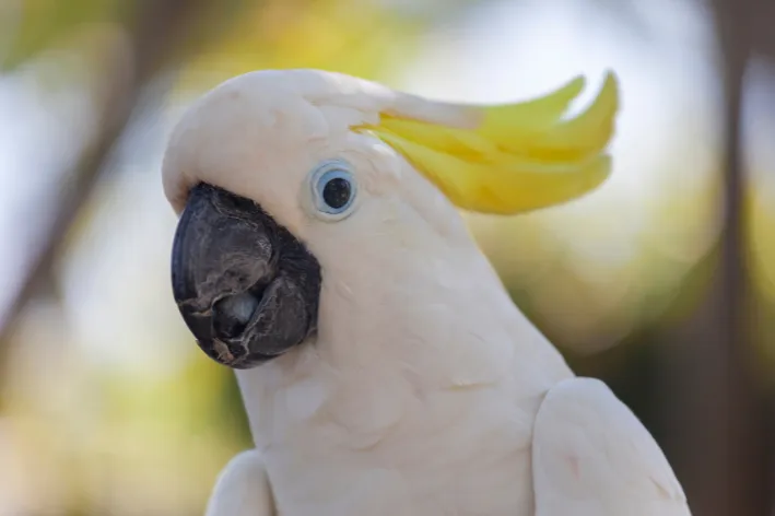 cacatua vista de perto