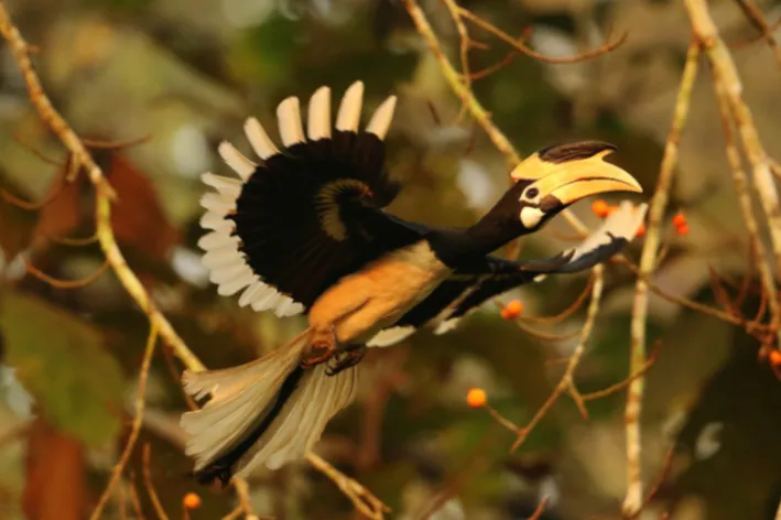 Pássario exótico Calau de Malabar de asas abertas