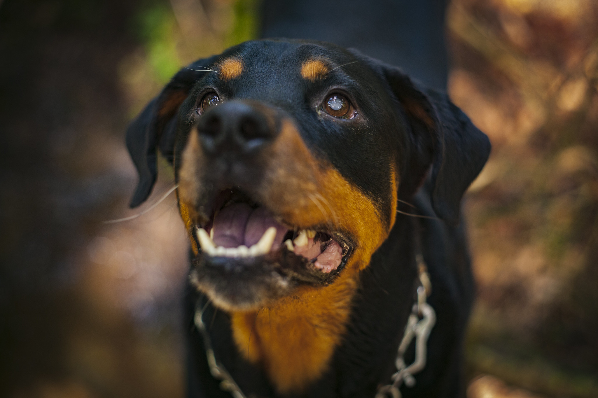 Rottweiler Americano