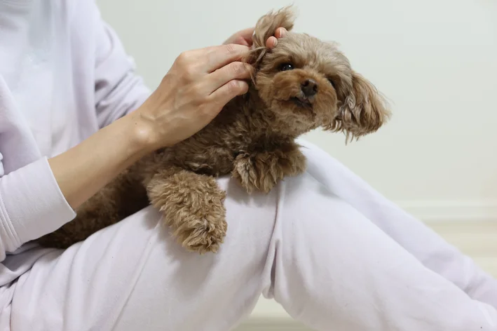 otite externa em cães