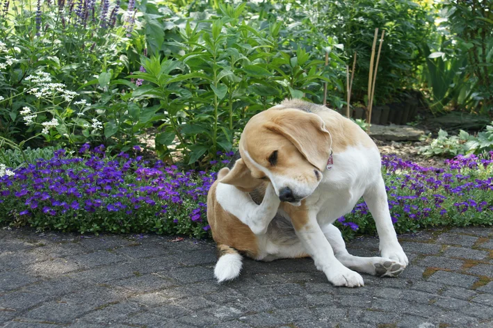 cachorro coçando a orelha com otite canina