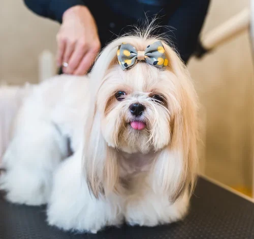 Nomes de cachorro fêmea: 210 ideias criativas, elegantes e divertidas 1