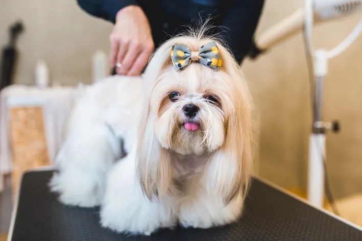 Nomes de cachorro fêmea: 210 ideias criativas, elegantes e divertidas 1