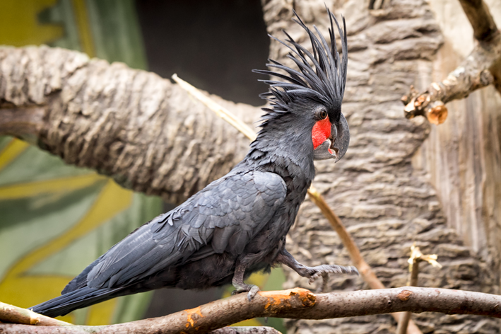 cacatua negra