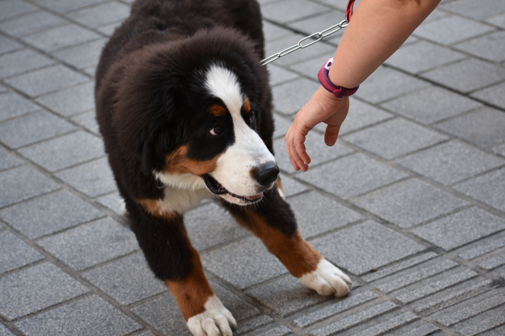 cachorro nervoso