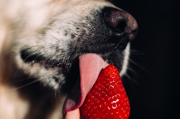 cachorro labrador lambendo morango