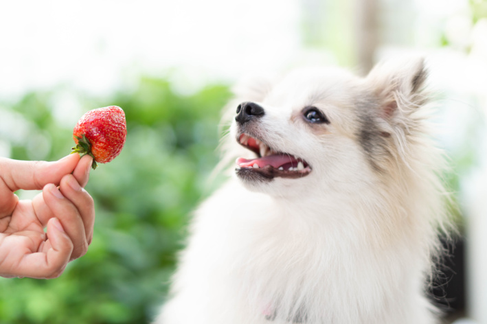 cachorro olhando para um morango na mão do tutor