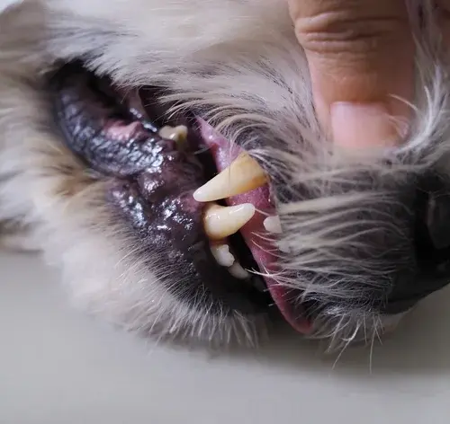 gengivite em cachorro