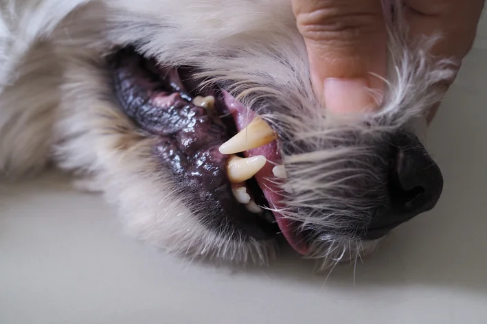 gengivite em cachorro