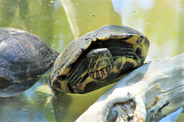 tartaruga tigre d'agua