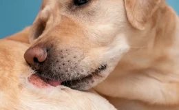 miiase cachorro