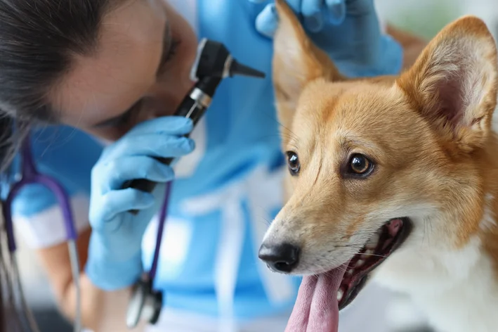 veterinária fazendo exames na orelha de cachorro