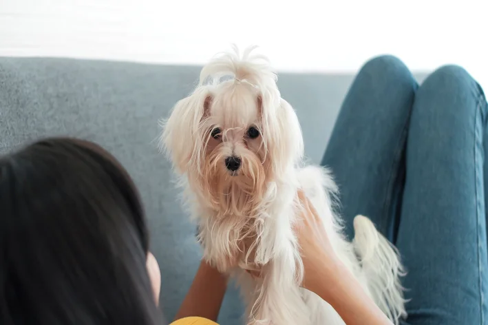 Nomes de cachorro fêmea: 210 ideias criativas, elegantes e divertidas