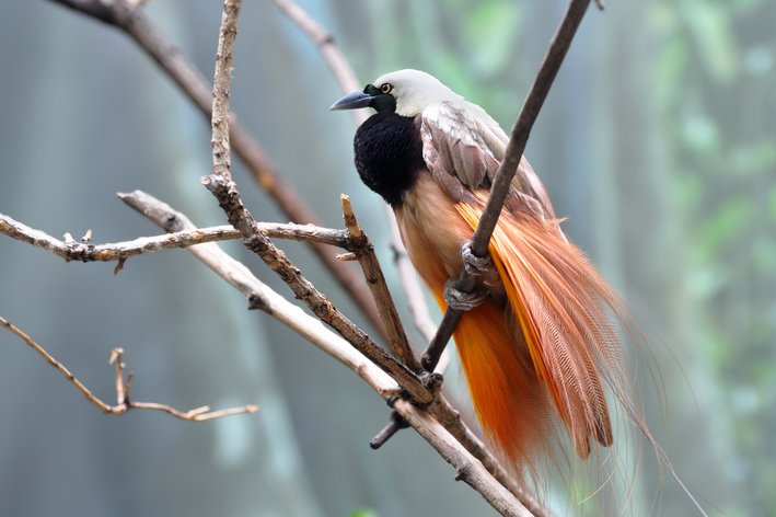 aves do paraíso