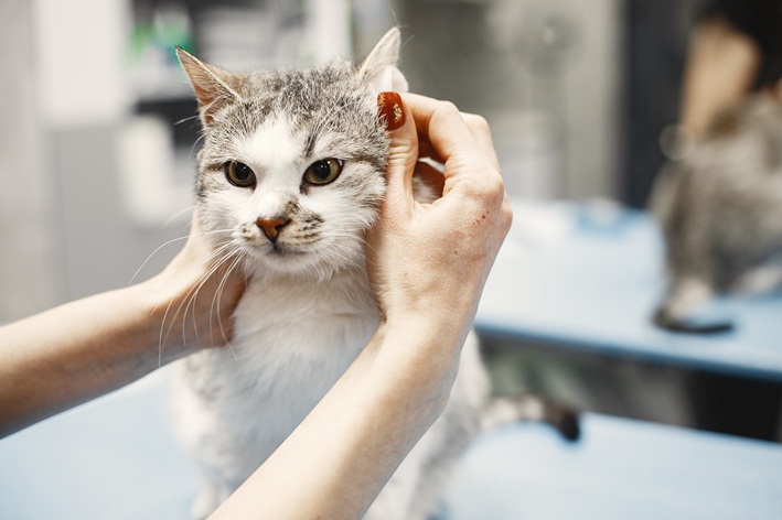 Amoxicilina para gato