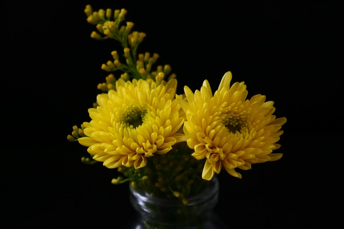 Crisântemo, flor de ouro